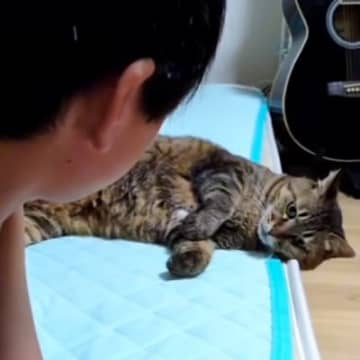 ゲームをしているお兄ちゃんに『かまってほしい猫』→ちょっかいをかけて…思わず笑みがこぼれる『かわいいやり取りの様子』に反響