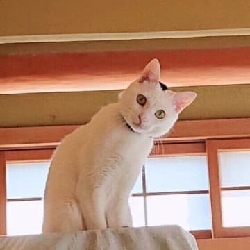 猫も人のように空気が読める!?　視線の研究でわかった猫の察知能力