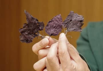 赤シソからレモンの香り、どうしたら実現？　嗅覚頼りに研究30年、北海道蘭越町で結実