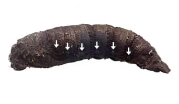 ガのさなぎ、ヘビの声まね？　空気噴出音で捕食者威嚇か