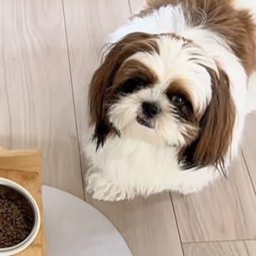 ご飯を食べようとしない犬→心配になり、病院に連れて行った結果…医者に告げられた『まさかの診断名』に反響「おもろすぎｗ」「愛くるしい」