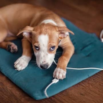 犬に『絶対NGな飼い方』5つ　あなたの行動が愛犬を苦しめているかも…今日からすべき改善策まで