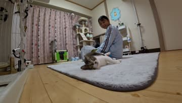 おじさん猫・コシマは中年の先住猫・菊次郎との距離を縮められるのか？アンゴラ村長の新たな保護猫預かり生活がスタート