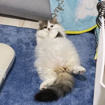 猫の「寝方」からわかる猫の気持ちとは? 飼い主が気をつけたいポイントも専門家が解説