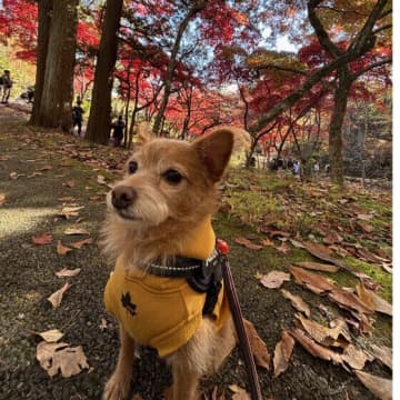 犬が散歩を嫌がる・怖がる理由は? 散歩嫌いなコへの対処法