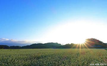 日本の農業に「ギガファーム」時代が到来？ 農地集約で進む規模拡大のリスク