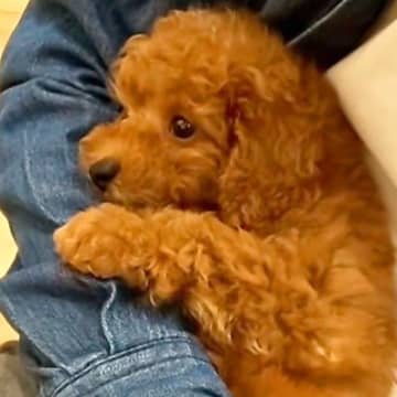 片手で抱っこできるほど小さかった赤ちゃん犬→5年後…まさかの『衝撃的なビフォーアフター』に反響「可愛さは変わらない」「チャーミング」