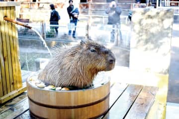 どうぶつ温泉でほっこり「癒される」　埼玉・狭山の智光山こども動物園　カピバラ、ニホンザルが“入浴”　飼育担当者によるガイドも
