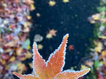 早朝、散歩をしていると…　偶然見つけたものに『16万いいね』！「感性に憧れる」