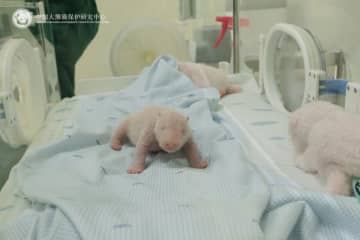 インドネシア在住のパンダ「フーチュン」、初の赤ちゃん誕生