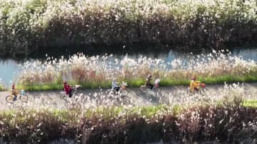 アシの花舞う初冬の湿地公園　中国・安徽省寧国市