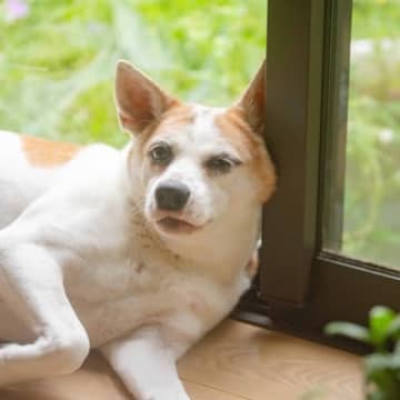 犬が『意欲を失う』飼い主の行動5つ　やる気がなくなってしまう理由やモチベーションを高める方法まで