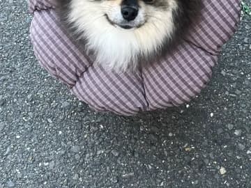 飼い主「ヤマトの配達員に…」　ポメラニアンを見て口にした言葉が？