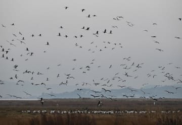 オグロヅルの越冬ピークに　中国貴州省・草海自然保護区