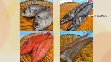 「クロシビカマス」「アカヤガラ」？“珍しい魚”活用広がる…すし店や給食でも提供　処理の手間や知名度の低さで市場に出回らず