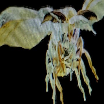 Tele、ツアーと同タイトルの新曲「蟲」を12/10にリリース