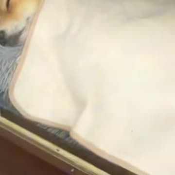 不動産屋で働く『看板犬』→思わず二度見してしまう『まさかの光景』に187万再生の大反響「毎日見たいｗ」「人間やん」「大事にされてる感」