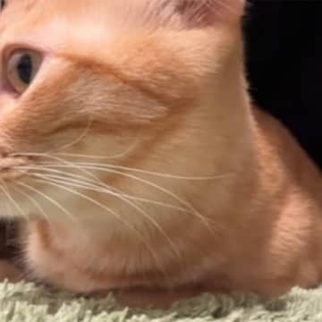 腕立てをしていると、『体の下に潜り込んできた猫』…まさかの『可愛すぎる応援』が148万再生「おもって聞こえるｗ」「可愛くて力抜けそうｗ」