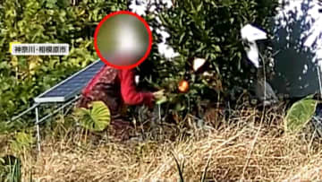 ミカンを次々むしり取りポケットへ…「半分は取られた」何者かがミカン盗む“瞬間”　手を後ろに組みながら歩き畑の木から何度も