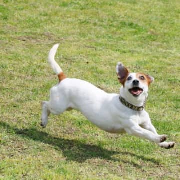 『わんぱくすぎる犬種』5選　やんちゃな性格のワンコにみられる共通点やおとなしくさせるしつけまで解説