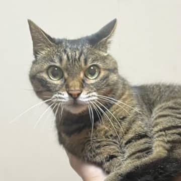 お兄ちゃんに『運ばれている猫ちゃん』…両手にすっぽりと収まっている光景が可愛すぎると６万いいね「とてもコンパクト」「スリムだねぇｗ」