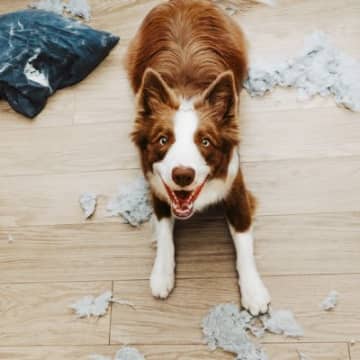 『イタズラしがちな犬種』5選　問題行動を引き起こす要因や止めさせる方法までご紹介