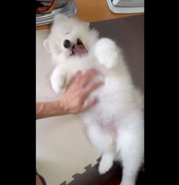 ナデナデされる姿が可愛すぎた“白モフ”のサモエド子犬　3年後には「どんな日でも笑わせてくれる小さな相棒」に