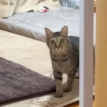 出張から帰ってきたパパ→３匹のネコが『熱烈大歓迎』してくれるかと思いきや…予想を裏切る『ハプニング』が話題「三者三猫」「思わずワロタ」