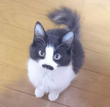 「ハチワレ&ちょび髭」模様が印象的な子猫を保護　出会いから11年、「人生の相棒のような存在」に！