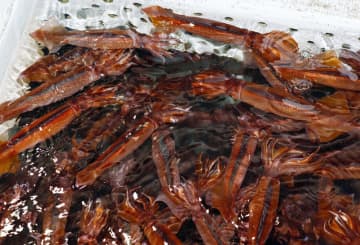 スルメイカ6道県漁獲枠増　国留保分から追加配分