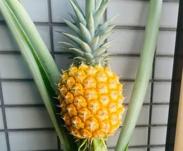 ベランダで自家栽培！4年半諦めずに育てあげたパイナップルに「愛おしいですね」「尊敬します」の声