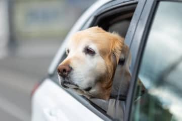 地震などの災害時、こうすれば「愛犬の足」を守れる⇨「めちゃくちゃ知りたかった」と反響。警視庁が写真を投稿