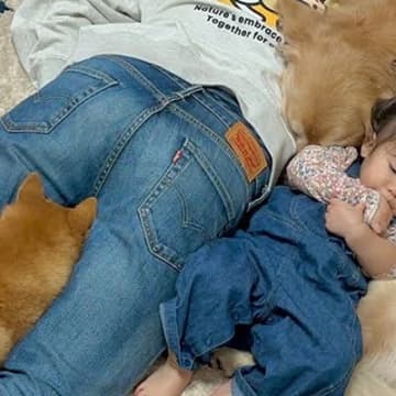 1歳の女の子と2匹の犬→みんな眠たくなってきたら、パパに集まって…まさかの『暖の取り方』が20万再生「寝心地良さそうｗ」「心が洗われた」