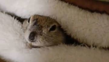 「シャッターガラガラ！」「閉店でーす」　あまりにもクセになる〝リスの仕草〟に4.5万人夢中