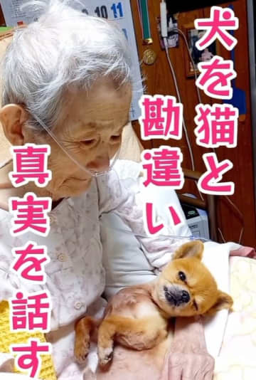 チワワを猫だと勘違いしていた祖母…「これは犬ぞ！」“真実告白”動画に526万回再生「おばあちゃん愛おしい」「登場人物全員かわいい」