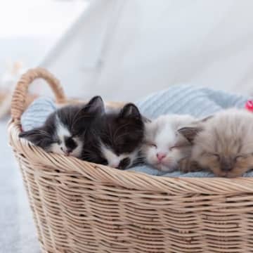 猫の『毛柄』が色とりどりな理由5つ 模様が分かれる原因から性格への影響まで