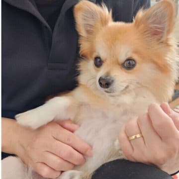 犬が飼い主にくっついて眠る理由は?気を付けるべきポイントも解説