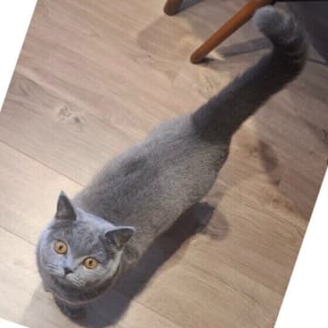 猫は「しっぽ」で気持ちがまるわかり？　しっぽから愛猫の心理を読み解くポイントを獣医師が解説