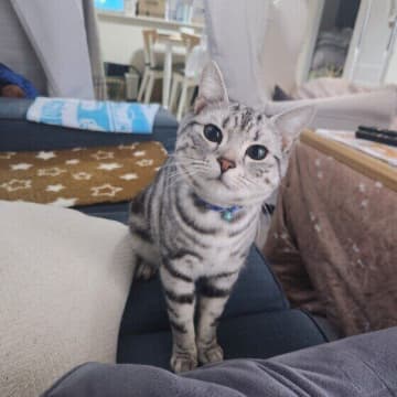 猫は飼い主の顔を覚える!?　視線の研究でわかった猫の生態・能力