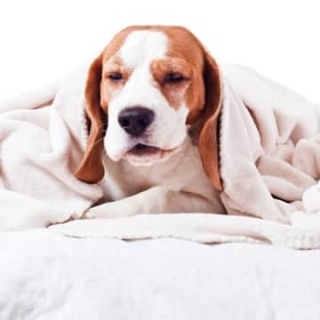 犬が『発熱』しているときのサイン５選　体調不良の見分け方や考えられる病気まで