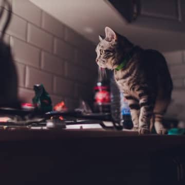 猫が『飼い主の就寝中』にしている行動3選　夜中に行う理由から取るべき安全対策まで