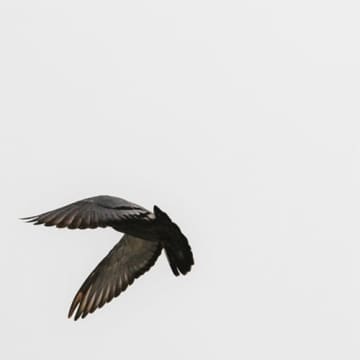 韓国の孤高のSSW“ルシッド・フォール”、シコ・ベルナルデスらを迎えた新作アルバムを発表