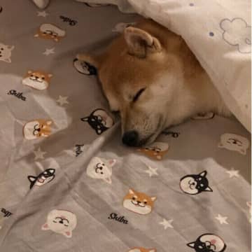 犬の寒さ対策に毛布や布団は必要？飼い主が押さえるべきポイントとは