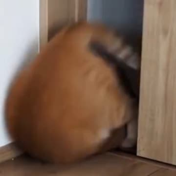 部屋から出ていった猫→『戻ってきた』かと思ったら…まさかすぎる『登場の仕方』に「想像をはるかに超えたw」「病院で声出たw」と2万いいね