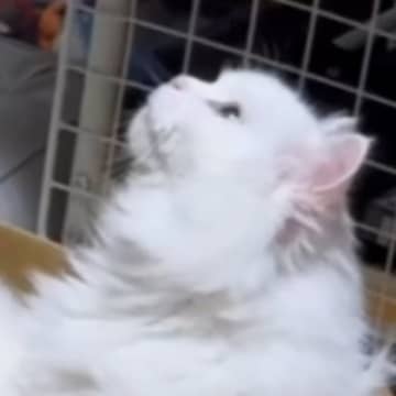 白猫と暮らし始めて14年、『初めて離れた』結果→寂しいかなと思ったら…留守中の『予想外すぎる光景』に爆笑「大物だわw」「元気かなぁ」