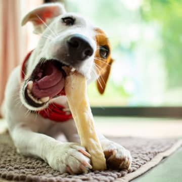 犬にカルシウムが必要だと言われている理由2つ どうやって与えたらいいの?得られる効果まで解説