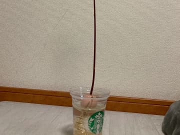 「なんか思ってたのと違う」　2か月放置したアボカドの種が『異様な姿』に！？