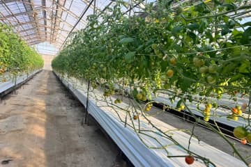 「これは許せん」収穫直前に大量盗難…生産者怒り「盗んで食べたトマトはおいしかったか」