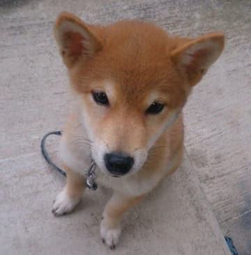 柴の子犬を迎えて始まった“ときめきの日々”　10年経った今は「隣にいてくれるだけで幸せ」