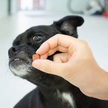 犬がお節介だと感じる『飼い主の行動』9選 逆効果となるタブー行為や嫌われないためにすべきことまで